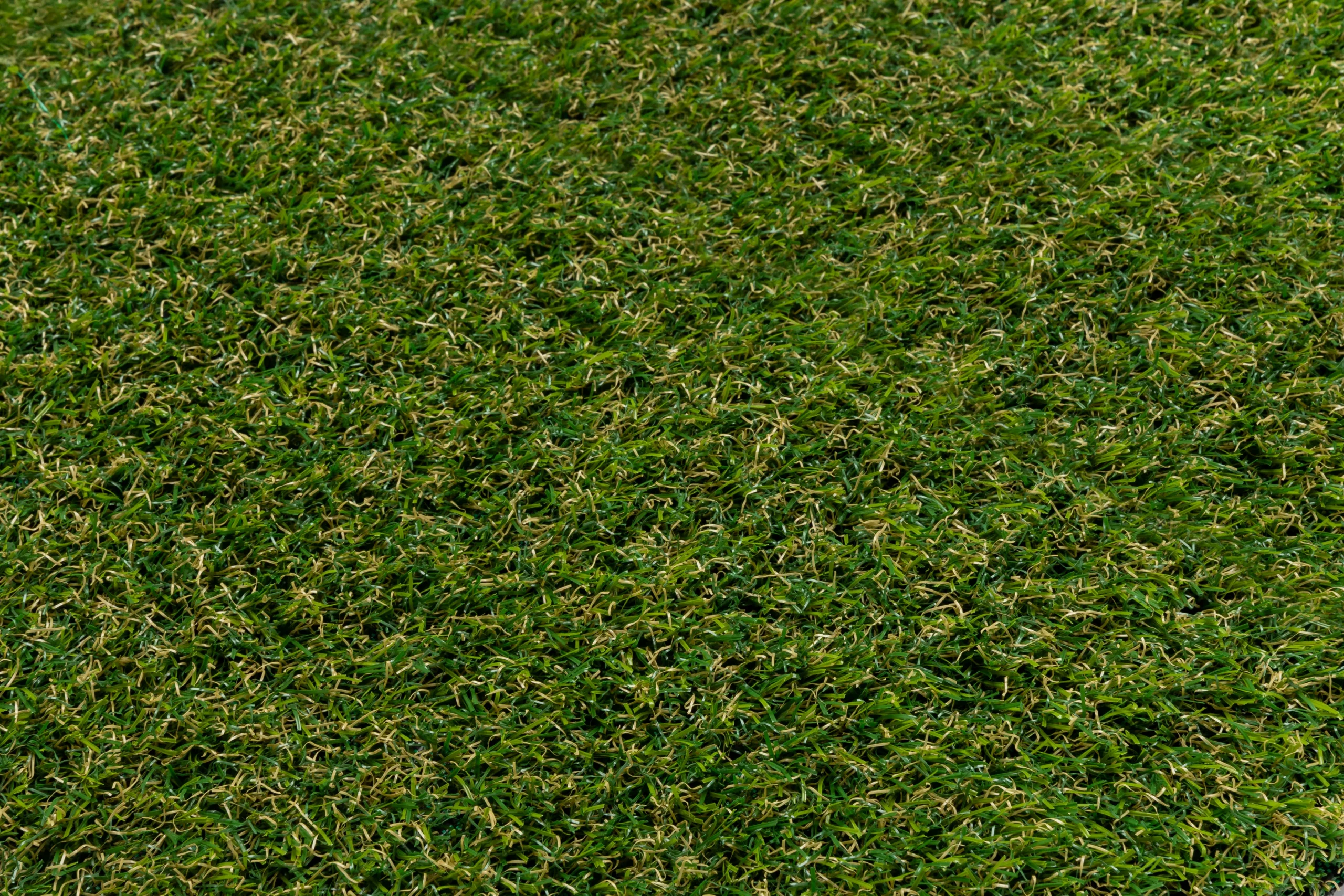 Fire Protector Grass - Image 2